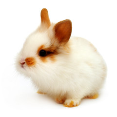 Beautiful white rabbit angora lion head