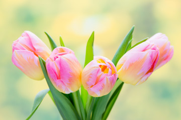 Spring flowers. Tulip bouquet on the bokeh background.