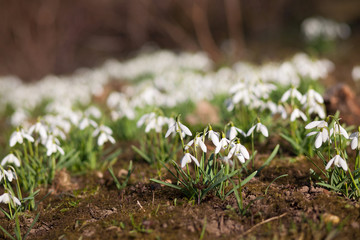 первые весенние цветы