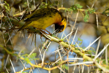 Speke's weaver, Amboseli National Park, Kenya