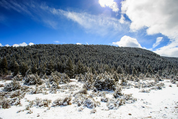 Landscape of snow covered trees with sky and clouds.