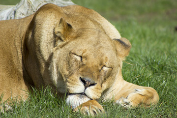 Lioness sleeping
