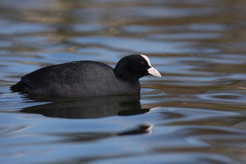 Eurasian Coot, Coot, Fulica atra