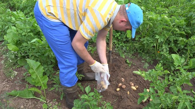 Peasant man pick harvested fresh potatoes to polythene bag in garden plantation. Static shot.
