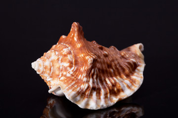 single seashell isolated on black background