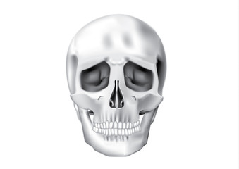 Skull vector illustration