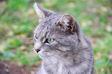Portrait of a gray cat