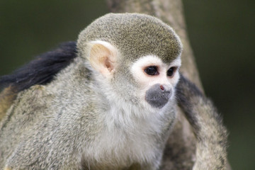 Obraz premium Adult squirrel monkey 