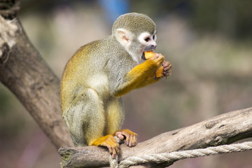 Naklejka na ściany i meble Adult squirrel monkey 