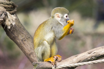 Young Squirrel monkey 