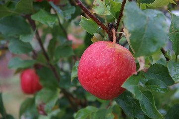 Autumn apples.