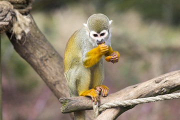 Young Squirrel monkey
