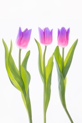 Tulpen Mutter