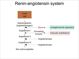 Renin angiotensin system