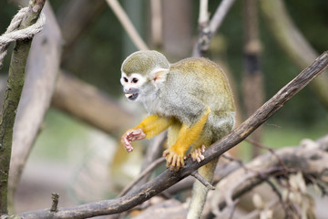 Obraz premium Adult squirrel monkey in tree