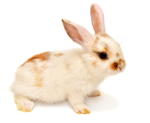 Obraz premium White young lop-eared rabbit