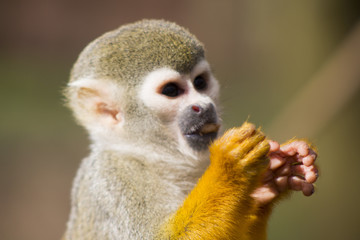 Obraz premium Adult squirrel monkey 