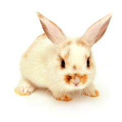White young lop-eared rabbit