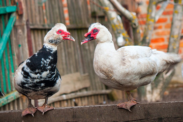 duck color beautiful