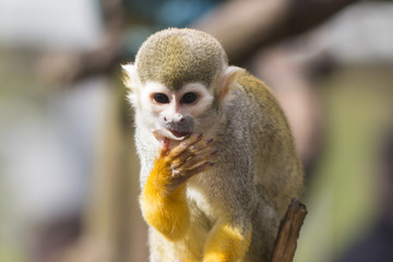 Adult squirrel monkey 