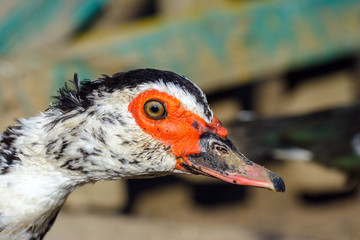 duck color beautiful