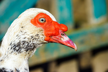 duck color beautiful