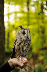 Long Eared owl standing on the human hands