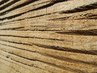 Furrows texture in the tree.