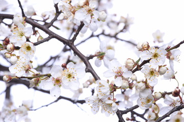 Blooming tree branches with white flowers