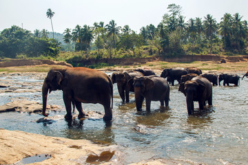 Fototapeta na wymiar herd of wild elephants