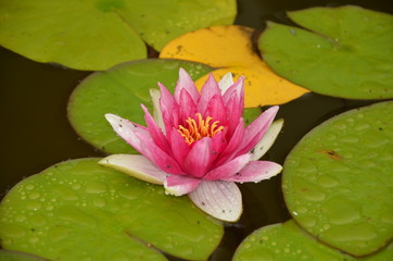 Seerose