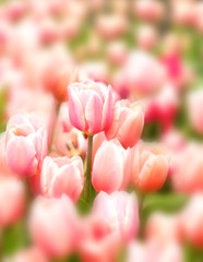 Pink tulips on blurred background