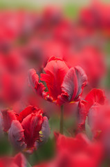 Red tulips on blurred background