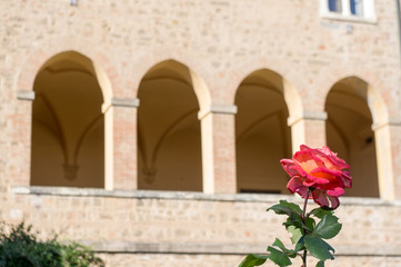 Fototapeta na wymiar Rose a castello Pasquini (Castiglioncello).