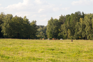 Fototapeta premium horse grazing on the edge of the wood