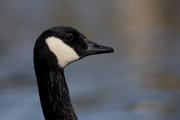 Canada Goose, Branta canadensis
