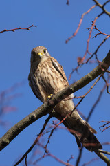 Kestrel, Falcon, Falco tinnunculus