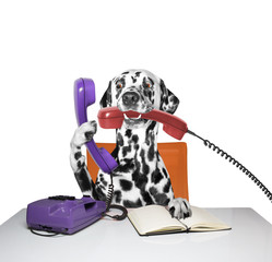 dog is talking over the phone - 106625735
