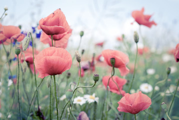 Fototapety  poppy flowers in summer