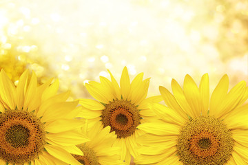 Fototapeta premium Sunflower natural background