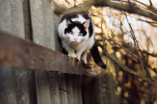 Portrait of curious wary cat looking at camera