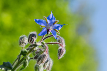 Bl&uuml;hender Borretsch im Garten - Heilpflanze, K&uuml;chenkraut 
