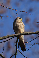 Kestrel, Falcon, Falco tinnunculus