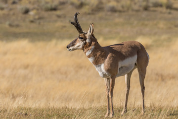 Pronghorn Antelope Buck