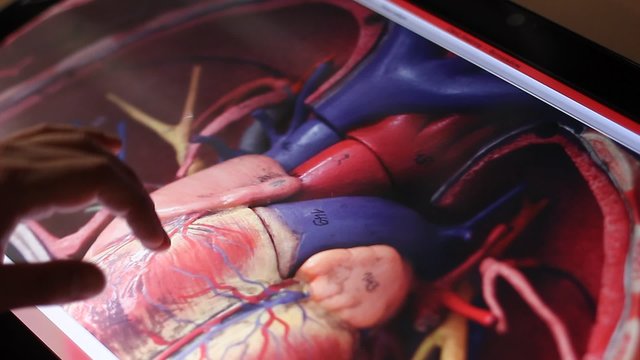 Analyzing model of human circulatory system on touch screen computer