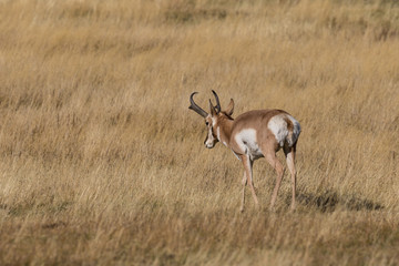 Pronghorn Antelope Buck