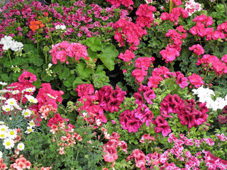 Fototapeta premium Florart 2015., colourful flowers, Zagreb, Croatia, Europe, 3