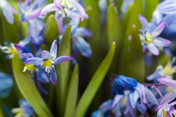 Floral background blue spring flowers