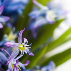 Floral background blue spring flowers