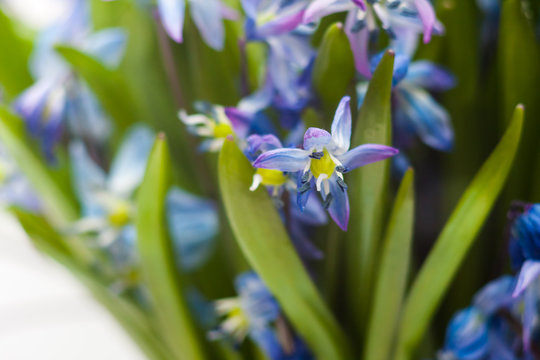 Floral Background Blue Spring Flowers